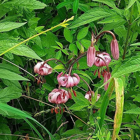 Haasenhaus * Hinterstoder