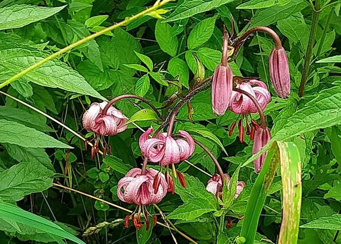 Haasenhaus * Hinterstoder