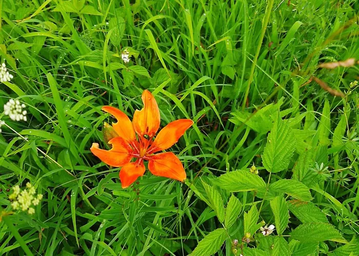 Σπίτι διακοπών Haasenhaus *